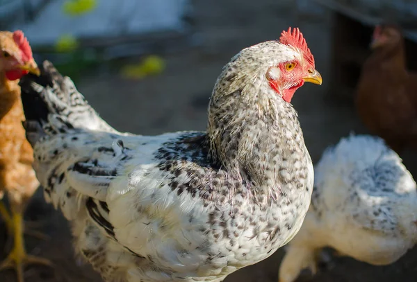 Evcil tavuklar otluyor ve dışarıda yürüyor. — Stok fotoğraf