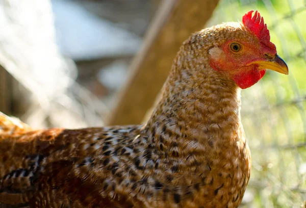 Evcil tavuklar otluyor ve dışarıda yürüyor. — Stok fotoğraf