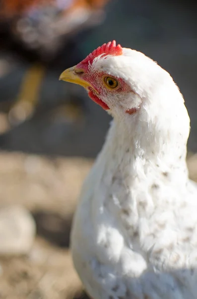 Evcil tavuklar otluyor ve dışarıda yürüyor. — Stok fotoğraf