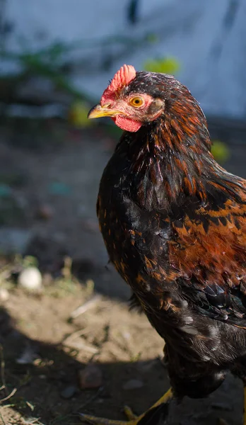 Evcil tavuklar otluyor ve dışarıda yürüyor. — Stok fotoğraf