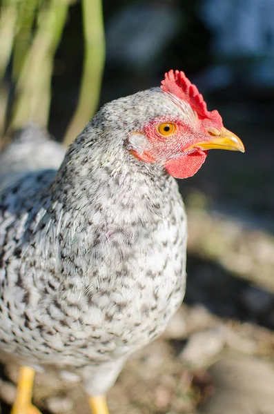 Home poultry chickens grazing and walking outdoors