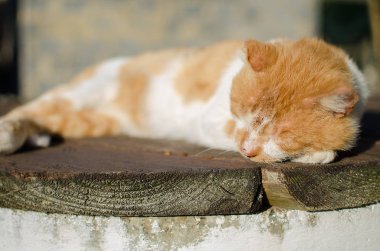 Küçük kırmızı kedi güneşte uyur
