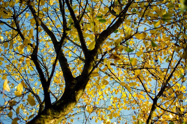 Yakın çekim açık bahar genç yeşil yaprakları 
