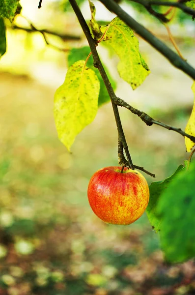 Yaprakları ile dalları üzerinde kırmızı elma büyümek 