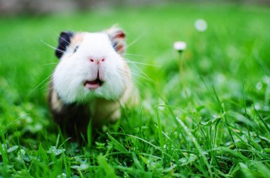 Kobay temiz havada yürür ve yemek yer. 