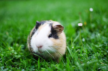 Kobay temiz havada yürür ve yemek yer. 