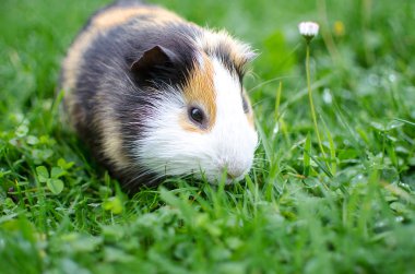 Kobay temiz havada yürür ve yemek yer. 