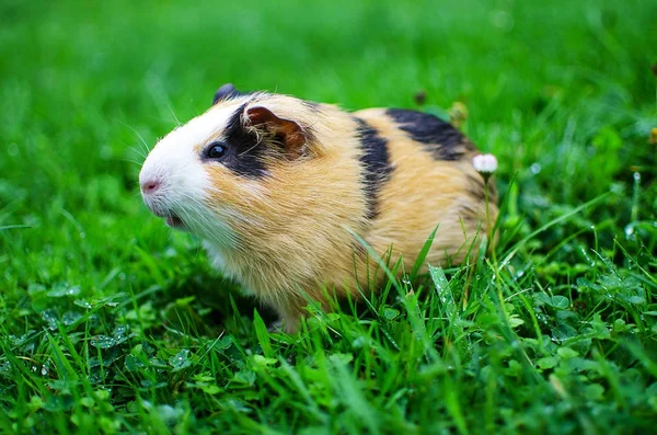 Conejillo de indias camina al aire libre y come — Foto de Stock