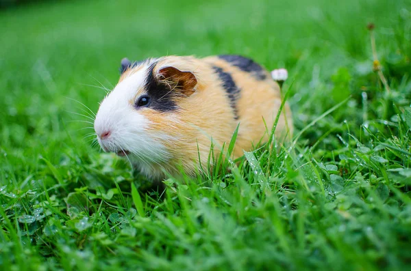 Kobay temiz havada yürür ve yemek yer. 