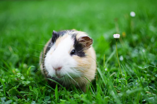 Kobay temiz havada yürür ve yemek yer. 