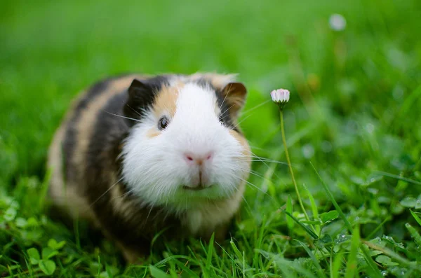 Guinea pig walks in the fresh air and eating — Stock Photo, Image