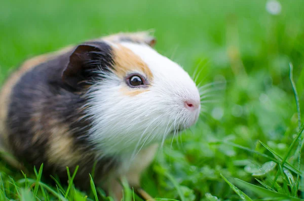 Meerschweinchen spaziert an der frischen Luft und isst — Stockfoto