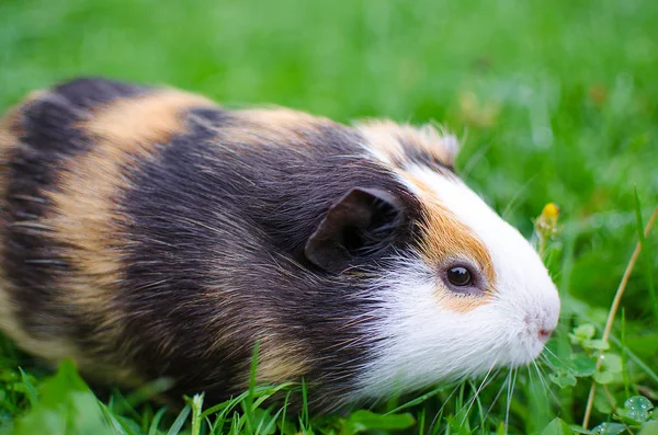 Kobay temiz havada yürür ve yemek yer. 