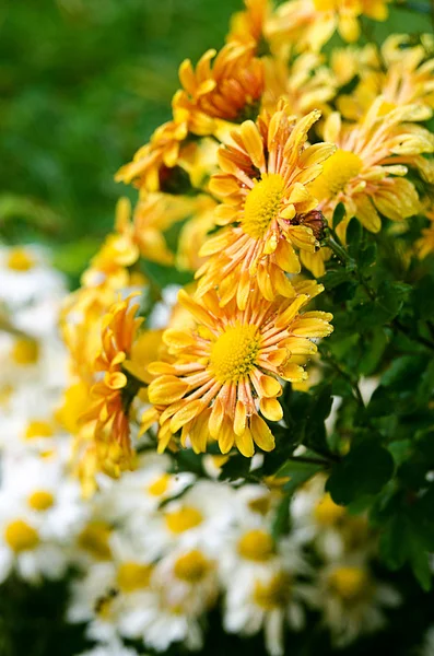 Chrysanthemum flowers grow outdoors in the fall — Stock Photo, Image