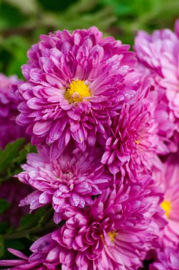 Krizantem çiçeklerin açık havada sonbaharda