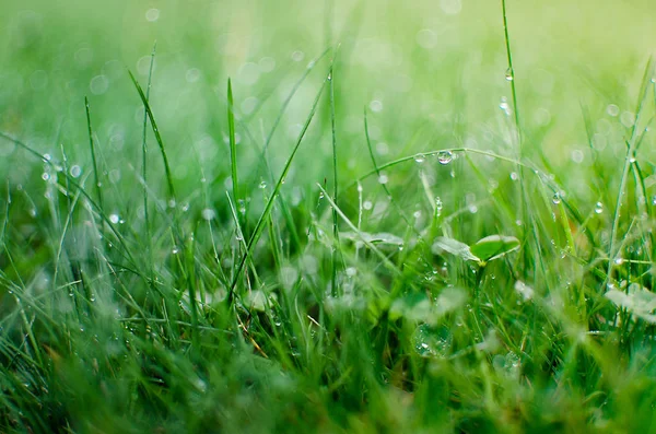 Pequenas gotas de orvalho na grama verde fresca pela manhã — Fotografia de Stock