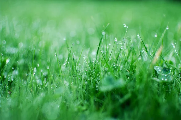 Pequeñas gotas de rocío en la hierba verde fresca en la mañana — Foto de Stock