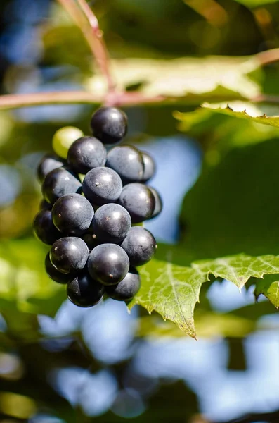 Vinná réva roste v přírodě na podzim — Stock fotografie