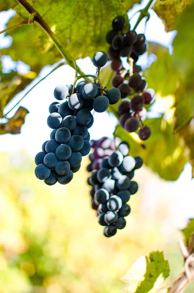 Виноград росте на відкритому повітрі восени — стокове фото
