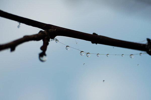 Small drops of dew on fresh green grass in the morning