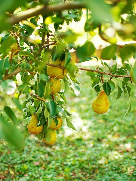Pears growing on a branch with green leaves in the garden outdoo — Stock Photo, Image