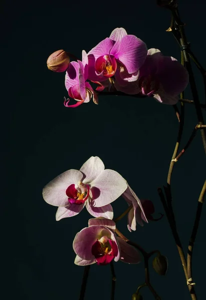 Velkolepý větev orchidej s velkými květy rozkvetl i — Stock fotografie