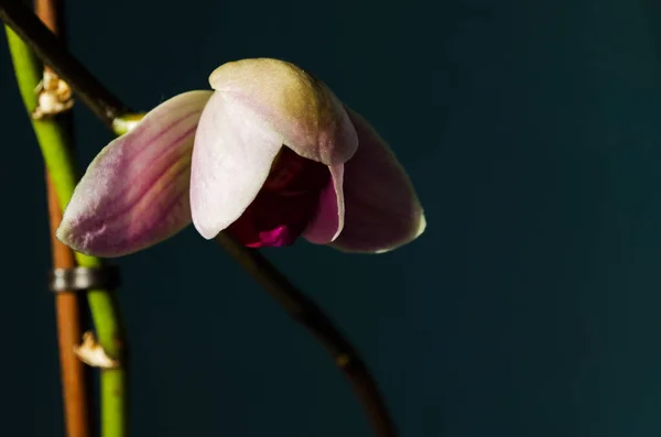 Ein ausgezeichneter Zweig einer Orchidee mit großen Blumen blühte i — Stockfoto