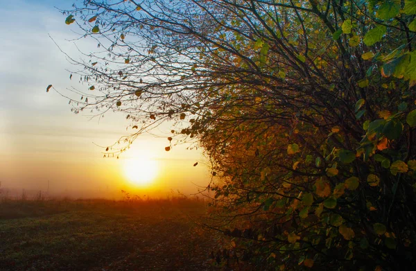 Himmel und Sonnenuntergang mit dem Feld — Stockfoto