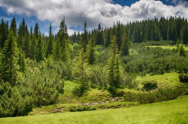 Ormanın içinde ince yeşil ağaçlar 