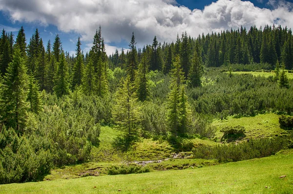 Ormanın içinde ince yeşil ağaçlar 