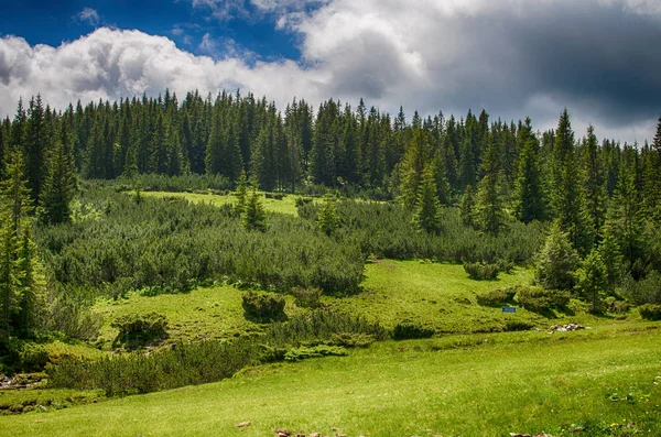 Ormanın içinde ince yeşil ağaçlar 