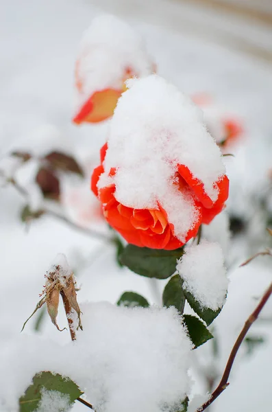 Цветы роз под белым пушистым снегом — стоковое фото