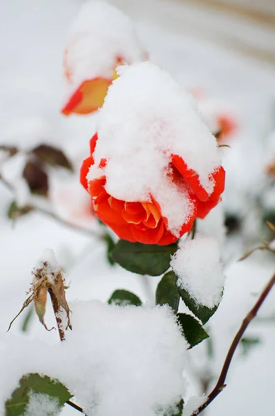 Цветы роз под белым пушистым снегом — стоковое фото