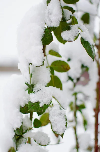 White fluffy snow covered plants in the fresh air in the winter