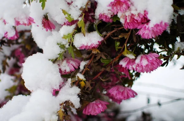 Белые пушистые заснеженные растения на свежем воздухе зимой — стоковое фото