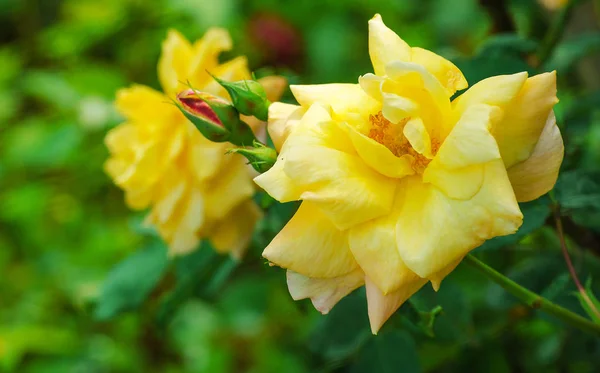 Orange roses on a branch with green leaves outdoors — Stock Photo, Image