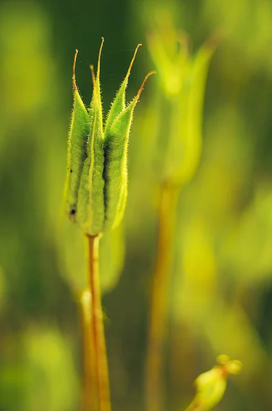 Grama verde caule crescendo ao ar livre — Fotografia de Stock