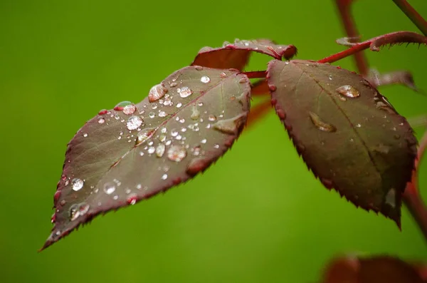 Small drops of dew on fresh green grass in the morning — Stock Photo, Image