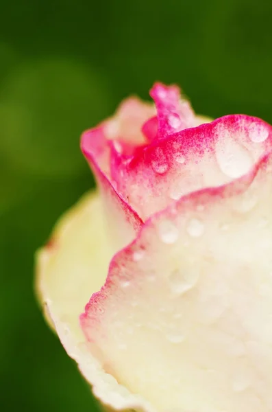 Uma bela rosa branca cresce no jardim — Fotografia de Stock