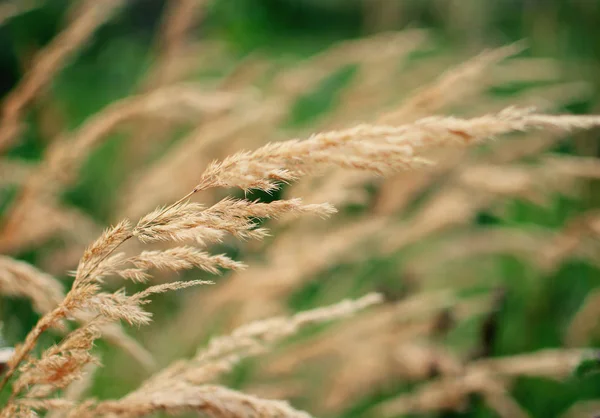 Tallo de hierba verde creciendo al aire libre —  Fotos de Stock