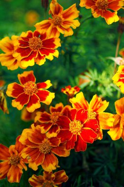 Portakal suyu çiçekleri temiz havada yetişir. 