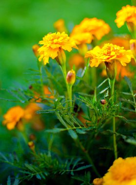 Portakal suyu çiçekleri temiz havada yetişir. 