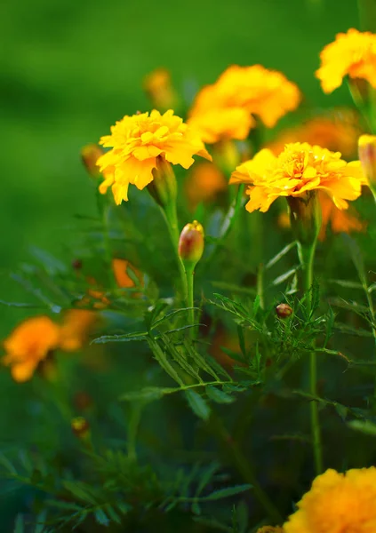 Portakal suyu çiçekleri temiz havada yetişir. 