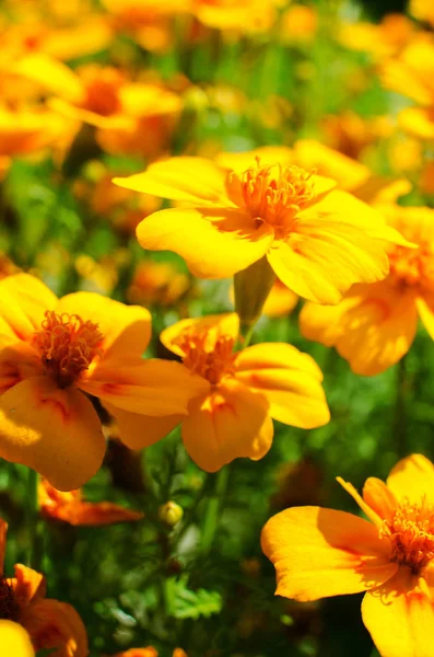 Flores de zumo de naranja crecen al aire libre —  Fotos de Stock