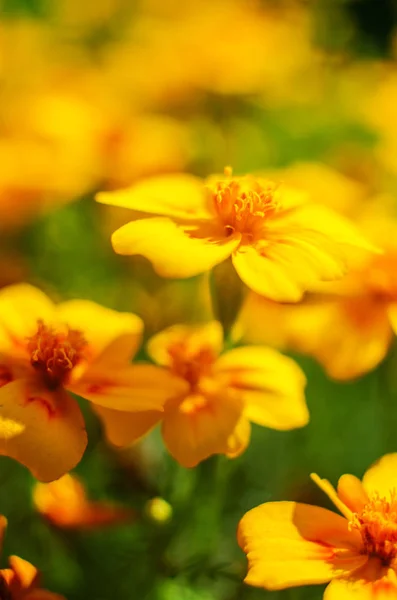 Orange juice flowers grow in the fresh air — Stock Photo, Image