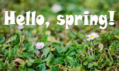 Yaz yumuşak beyaz papatya çiçek 