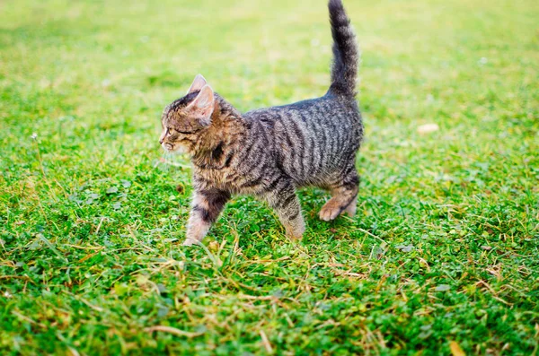 Le chat marche dans l'air frais — Photo