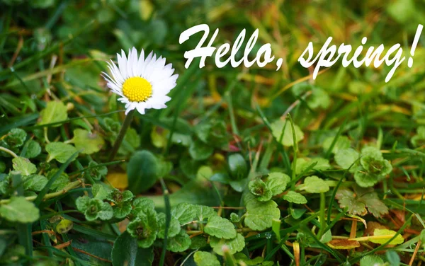 Soft white daisies bloom in summer — Stock Photo, Image