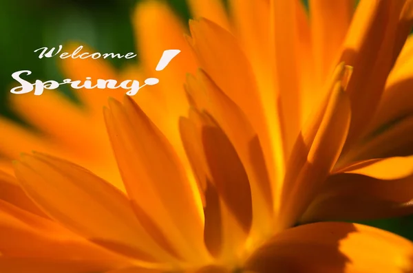 Orange juice flowers grow in the fresh air — Stock Photo, Image