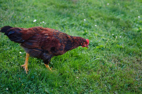 家の鶏の放牧と屋外で歩く — ストック写真
